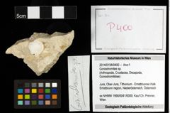 Foto (Objekt + Etiketten) von Goniodromites sp. 